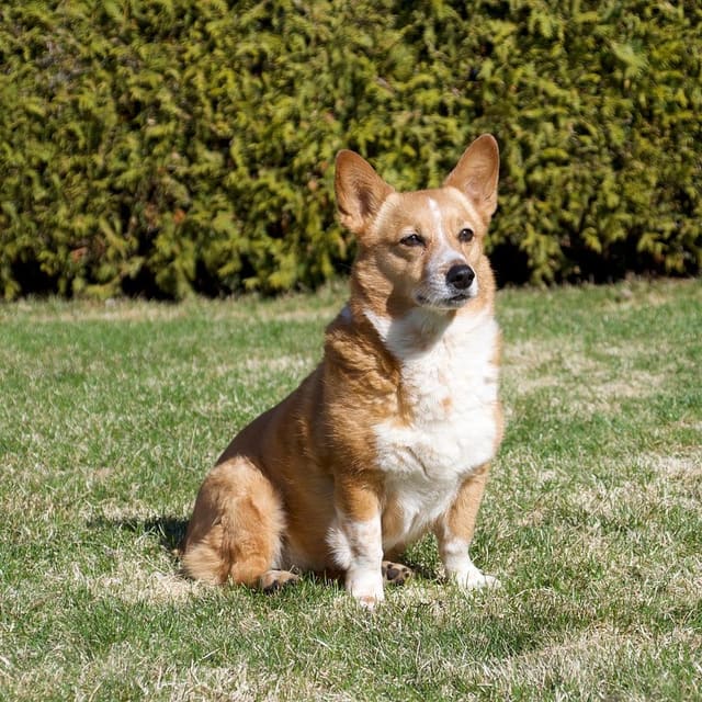 Example phone photo of a corgi sitting on grass